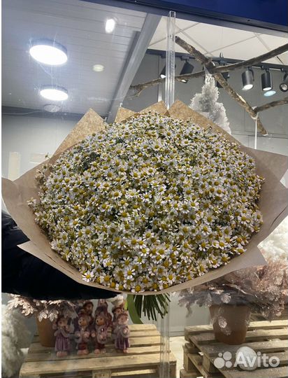 Ромашки Букеты Доставка