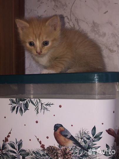 Отдодим в хорошие руки беспородистые кошки,котята