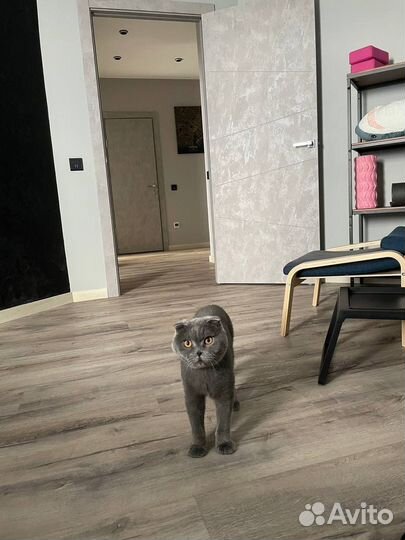 Шотландский вислоухий кот