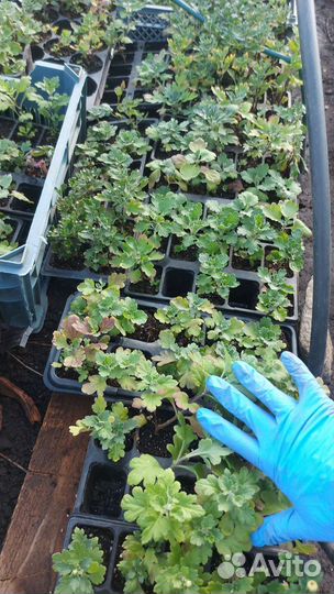 Хризантемы мультифлора