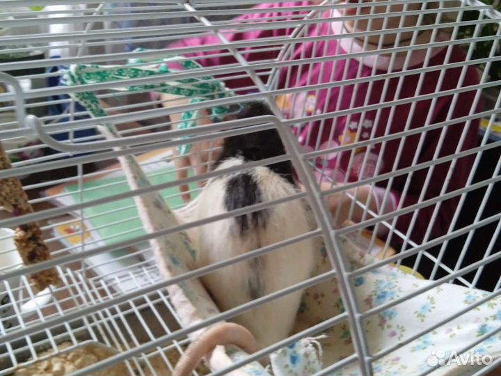 Крысы с клеткой