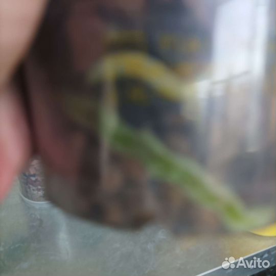 Орхидея фаленопсис