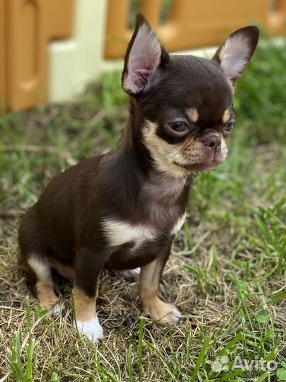 Шикарная красотка чихуахуа