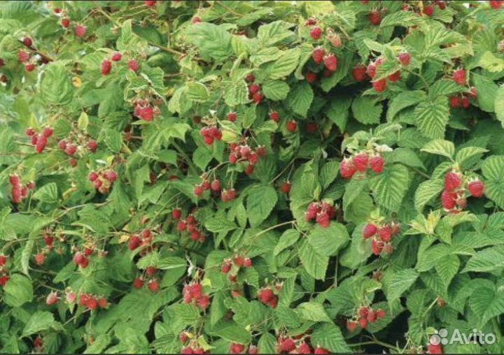 Малина/ Малиновое дерево/Таруса