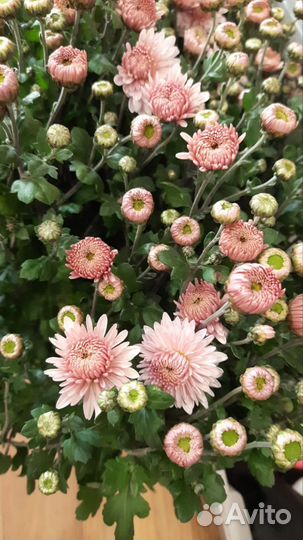 Хризантемы зимующие