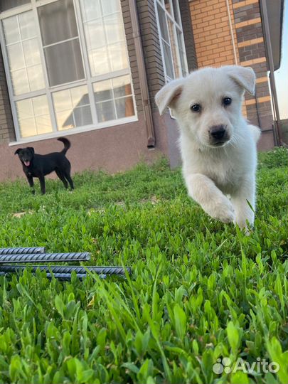 Собаки бесплатно в добрые руки