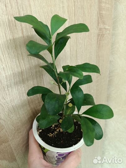 Сортовые фикусы часть 2