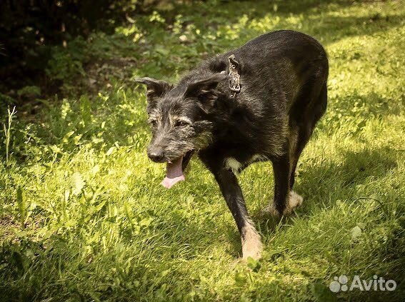Бородатое чудо пёс Добик
