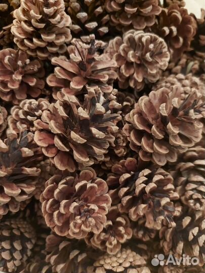 Шишки для поделок