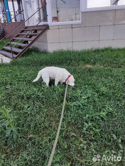 Домашняя передержка животных