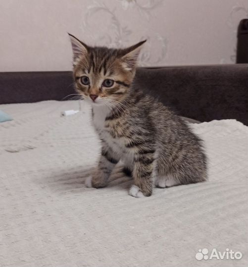 Кошка в дар