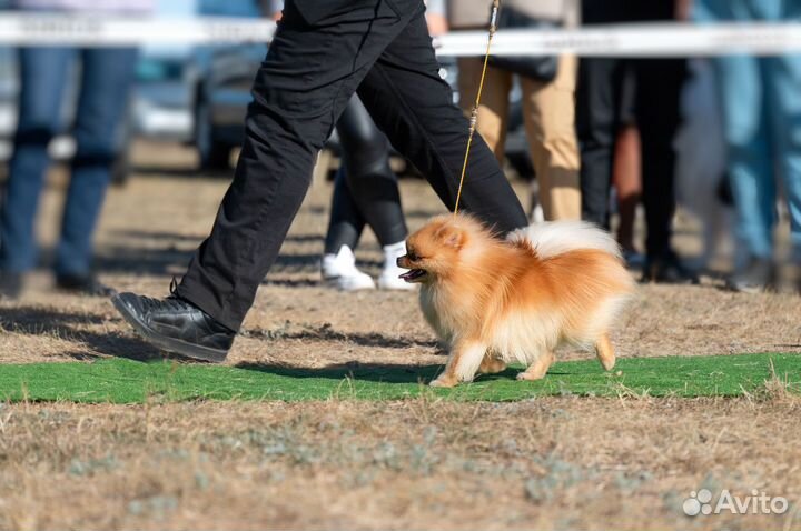 Услуги хендлера