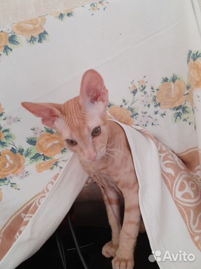 Кот сфинкс браш