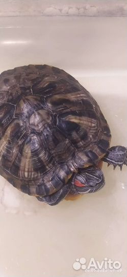 Черепаха