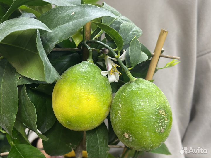 Лимонное дерево
