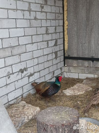 Яйцо фазана