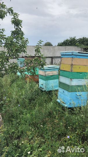 Мед 100 натуральный 2023г