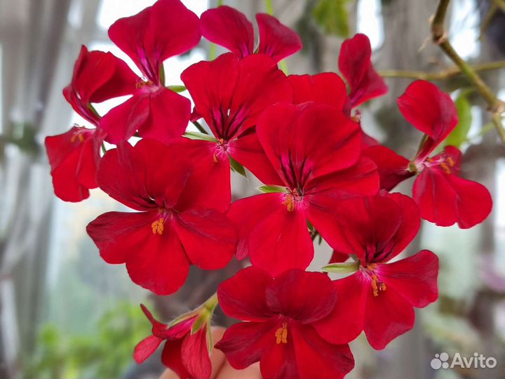 Пеларгония плющелистная герань сортовая