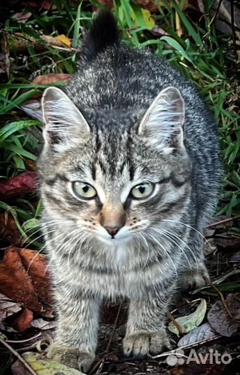 Котенок. Девочка. 3 месяца