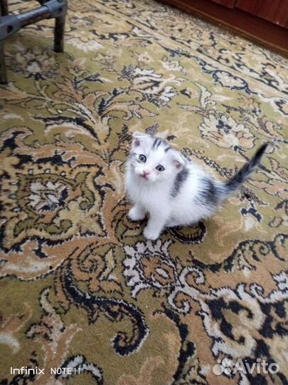 Кошка в дар бесплатно