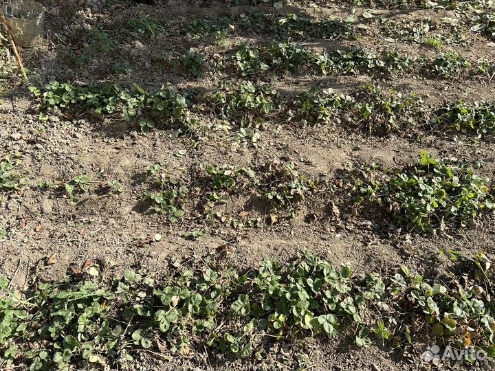 Рассада клубники сорт Азия