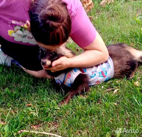 Аренда для фото общение и передержка