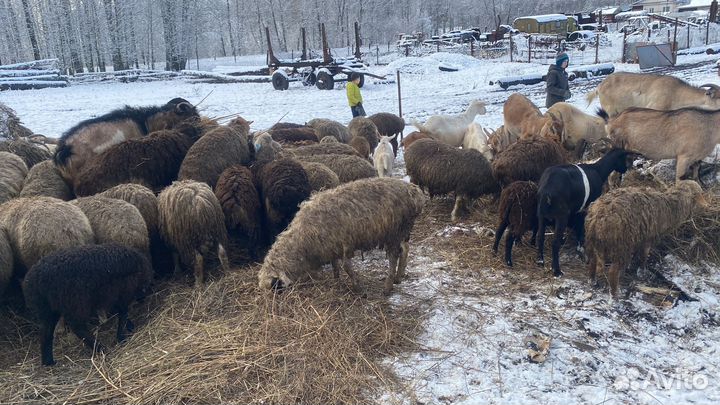 Баранина живым весом