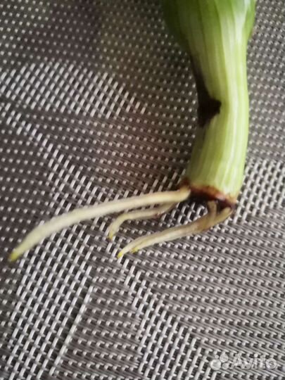 Алоэ столетник лечебный