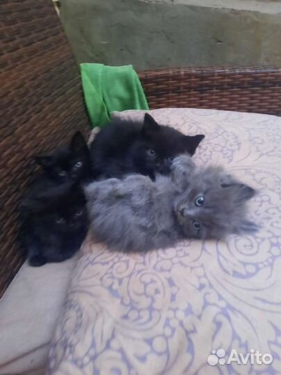 Котята. Отдам в дар