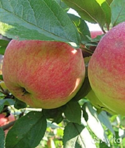 Саженцы яблони высокоурожайные
