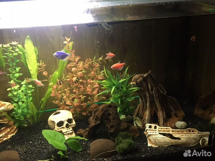 Аквариум 200 литров со всем содержимым