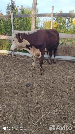 Бычок, обмен на кобылку