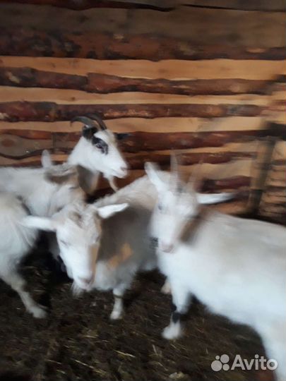 Козел и 2козы