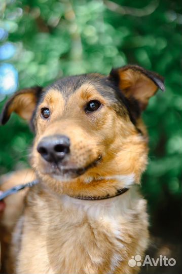 Пес с большим сердцем грустит в клетке