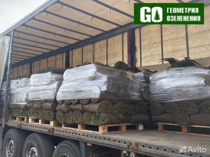 Рулонный Газон Премиум