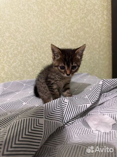 Крошечный котенок