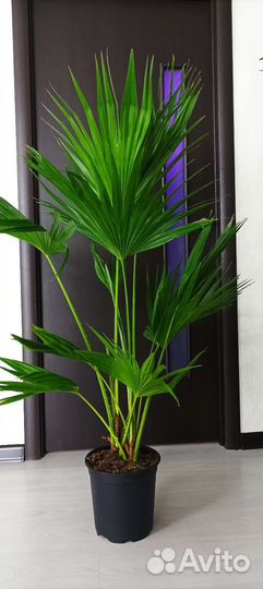 Пальма ливистона, высота 150см