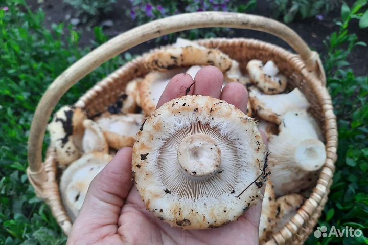 Грибы грузди свежие