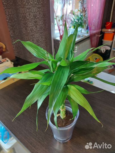 Бамбук счастья