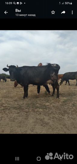 Корова высокоудойная