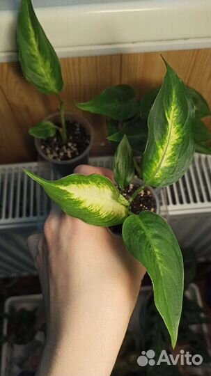 Диффенбахия Камилла