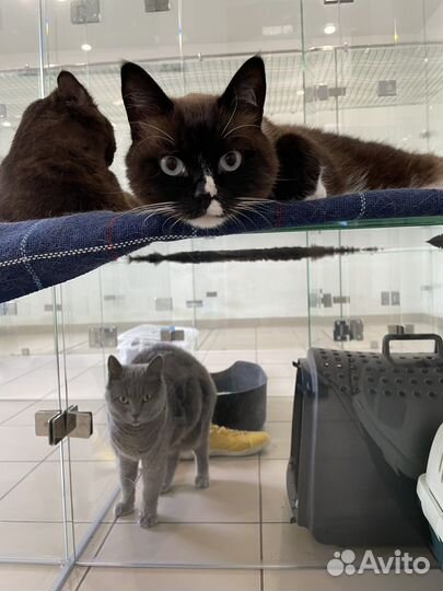 Передержка для кошек