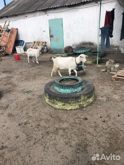 Коза дойная молочная поросята