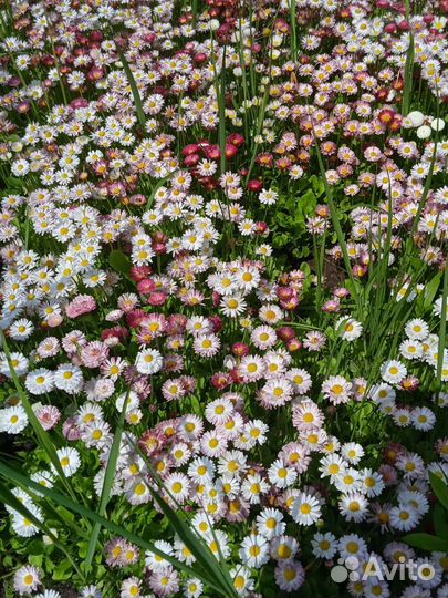 Маргаритки рассада, хоста, аквилегия