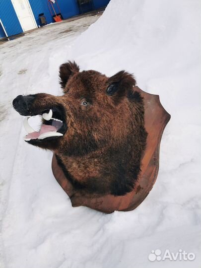 Чучело головы кабана