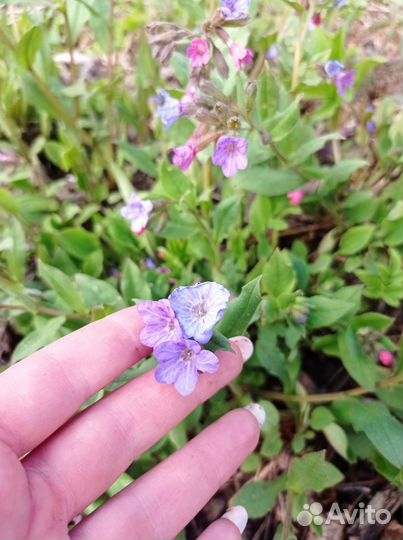 Фиолетовые многолетники