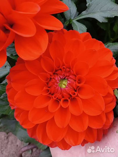 Вегетативные георгины/ низкорослые