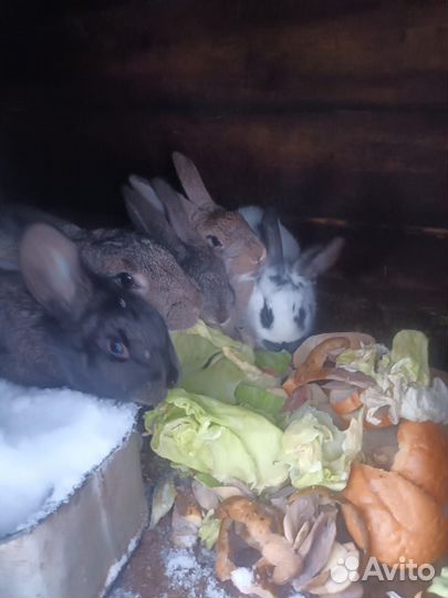 Продам кроликов