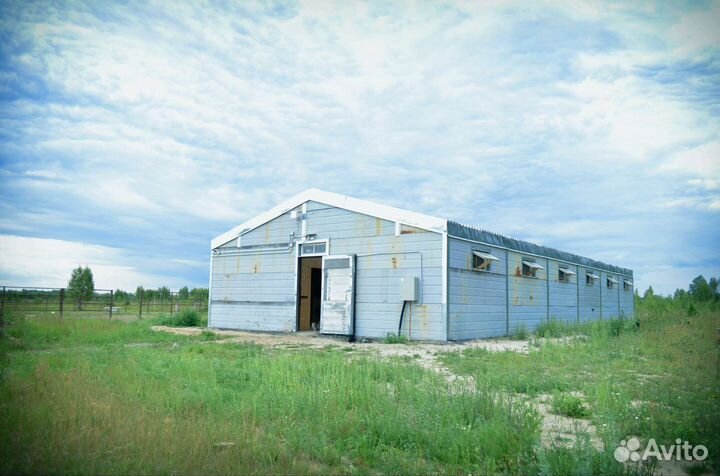 Постой лошадей