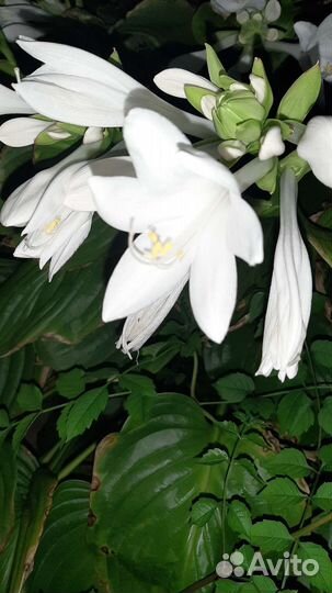 Хоста Функия